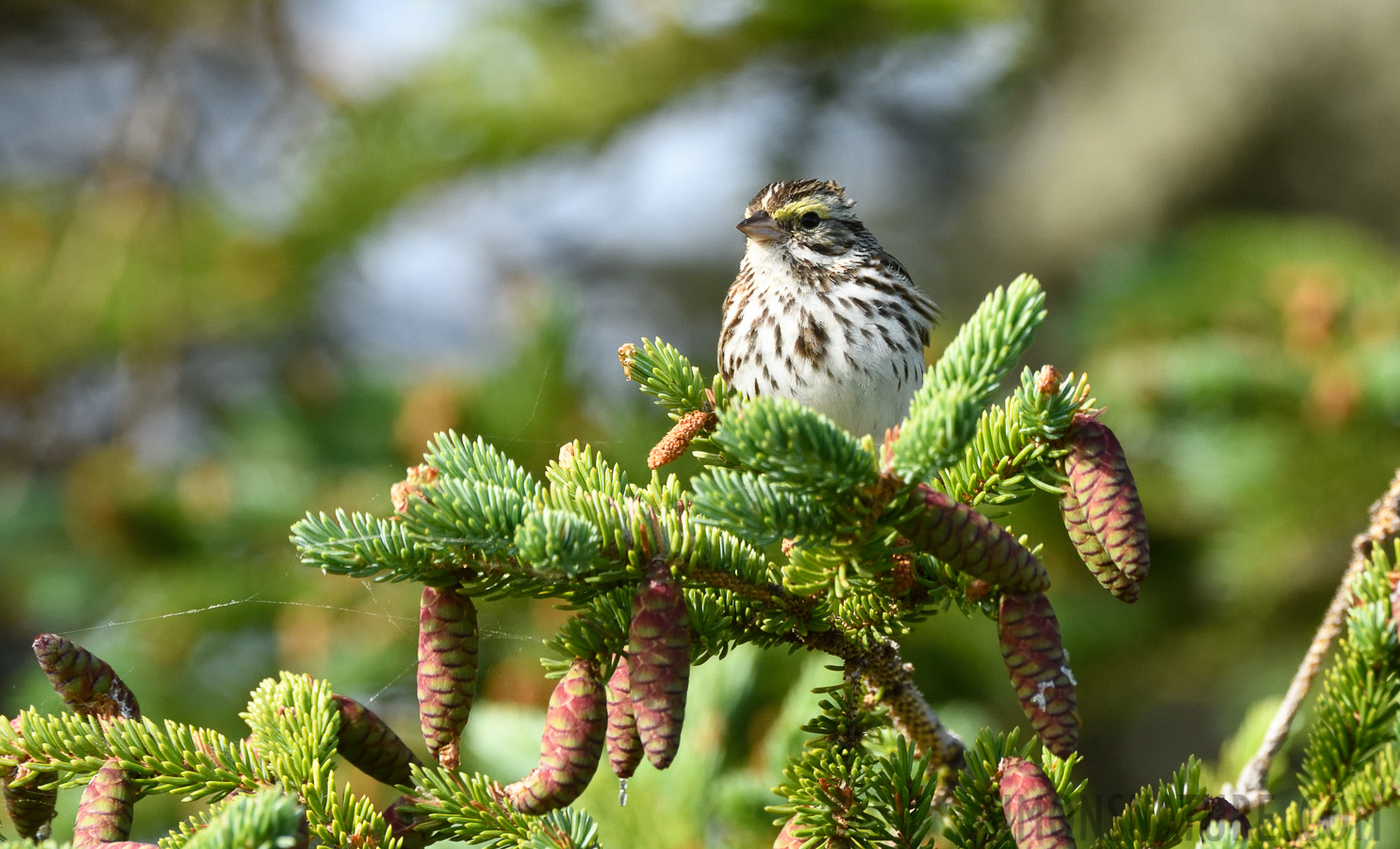 Passerculus sandwichensis savanna [400 mm, 1/1000 Sek. bei f / 7.1, ISO 1000]